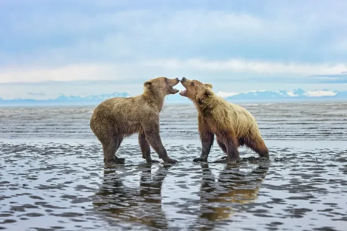 Framed Print : Alaskan brown bear juveniles play fighting on tidal flats, Lake Clark National Park and Preserve, Alaska Framed Print : Alaskan brown bear juveniles play fighting on tidal flats, Lake Clark National Park and Preserve, Alaska