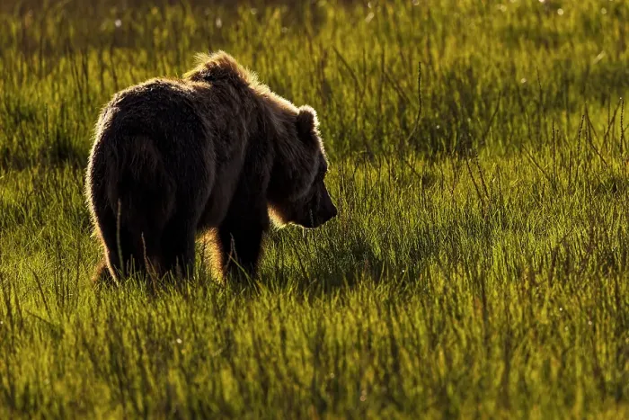 Framed Print : Alaskan brown bear silhouetted in meadow grasses, Lake Clark National Park and Preserve, Alaska Framed Print : Alaskan brown bear silhouetted in meadow grasses, Lake Clark National Park and Preserve, Alaska