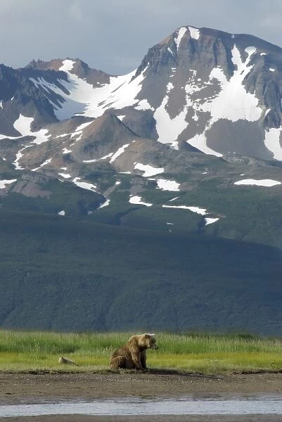 Alaskan Brown Bear Sow and Cubs, Ursus Middendorffi, waiting for salmon, Katmai National Park
