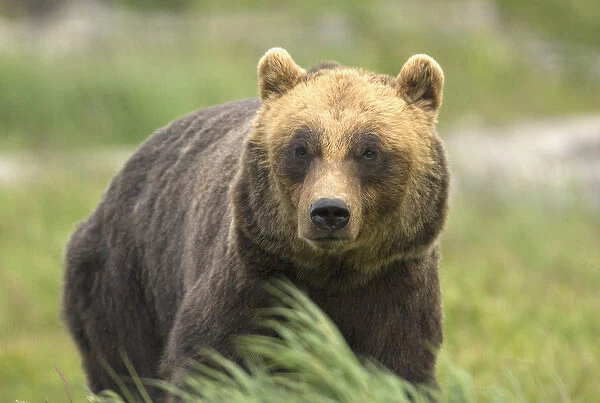 An alaskan brown bear stares intently at camera