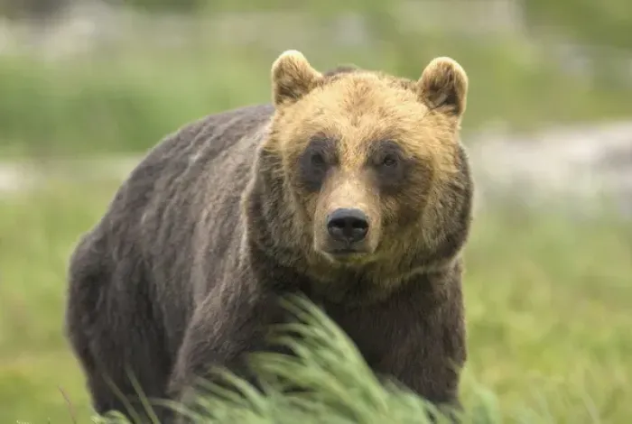 Framed Print : An alaskan brown bear stares intently at camera Framed Print : An alaskan brown bear stares intently at camera