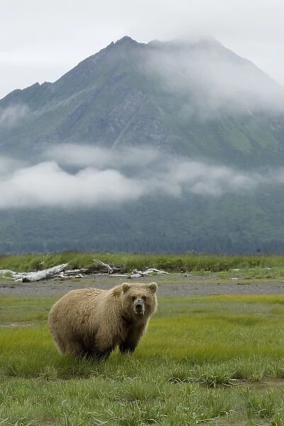 Alaskan Brown Bear, Ursus middendorffi, Katmai National Park, Alaska