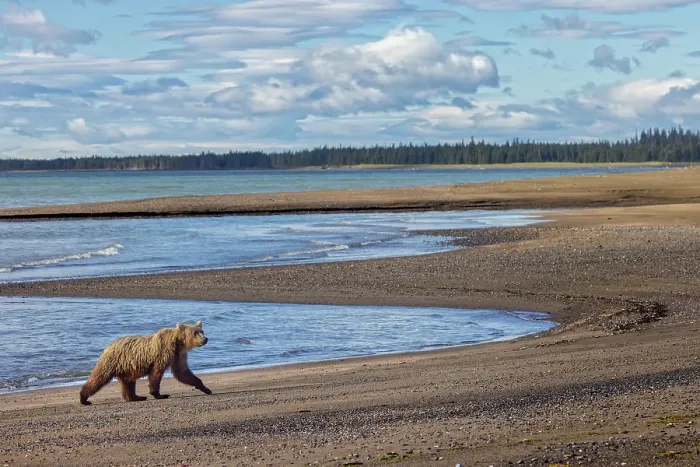 Framed Print : Alaskan brown bear walking the beach, Lake Clark National Park and Preserve, Alaska Framed Print : Alaskan brown bear walking the beach, Lake Clark National Park and Preserve, Alaska