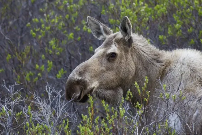 Framed Print : Alaskan Cow Moose Framed Print : Alaskan Cow Moose