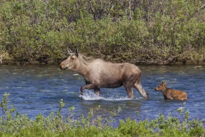 Framed Print : Alaskan Cow Moose with Young Calf Framed Print : Alaskan Cow Moose with Young Calf