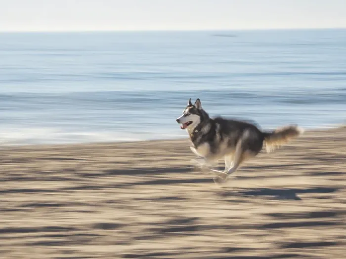 Framed Print : Alaskan Husky dog running on a beach Framed Print : Alaskan Husky dog running on a beach