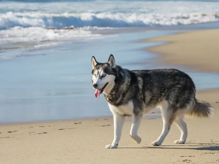 Framed Print : Alaskan Husky dog walking on a beach