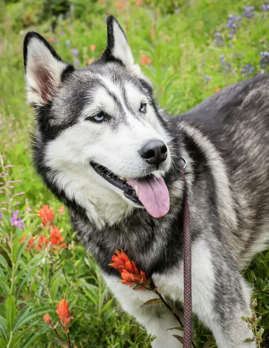 Framed Print : Alaskan Husky dog among wildflowers Framed Print : Alaskan Husky dog among wildflowers