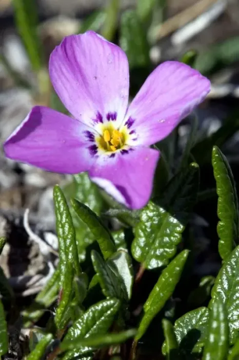 Framed Print : Alaskan Phlox (Phlox alaskensis) - Arctic National Wildlife Refuge, Alaska