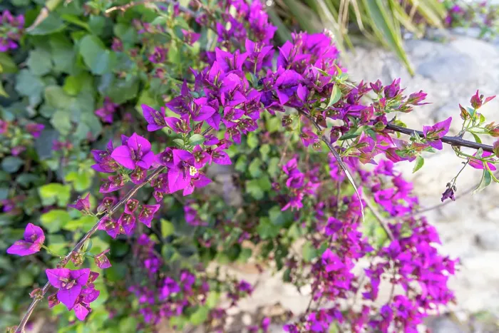 Framed Print : Albaicin, Province of Granada, Andalusia, Spain. A purple flowering bush