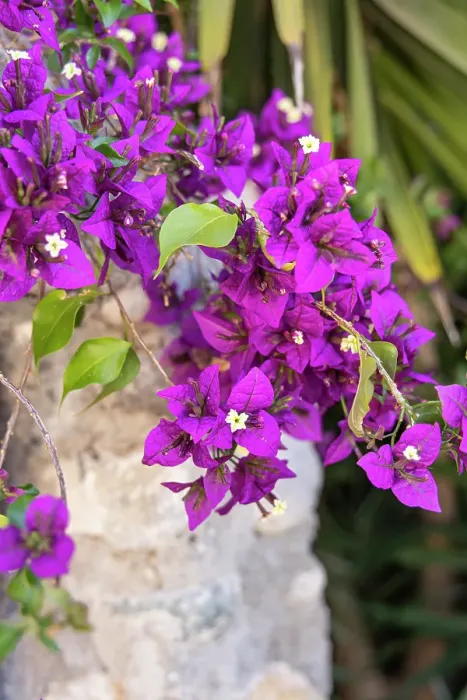 Framed Print : Albaicin, Province of Granada, Andalusia, Spain. A purple flowering bush Framed Print : Albaicin, Province of Granada, Andalusia, Spain. A purple flowering bush