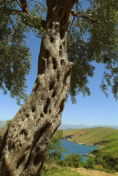Albania, Butrint, olive tree at Ksamili bay