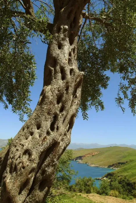 Framed Print : Albania, Butrint, olive tree at Ksamili bay