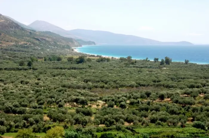 Framed Print : Albania, Olive grove next to Borsh beach Framed Print : Albania, Olive grove next to Borsh beach