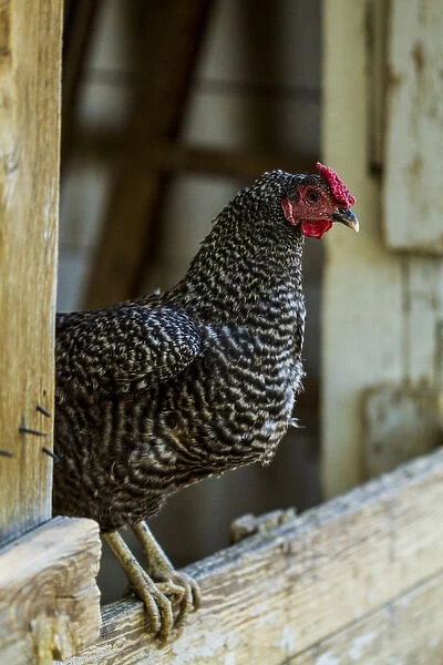 Albuquerque, New Mexico. Ancona breed, black and white speckled Rooster, stands