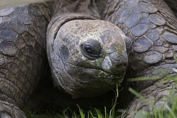 Aldabra Tortoise, Geochelone gigantea, native to Aldabra Island near the Seychelles