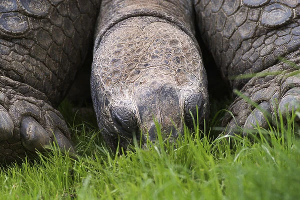 Aldabra Tortoise, Geochelone gigantea, native to Aldabra Island near the Seychelles