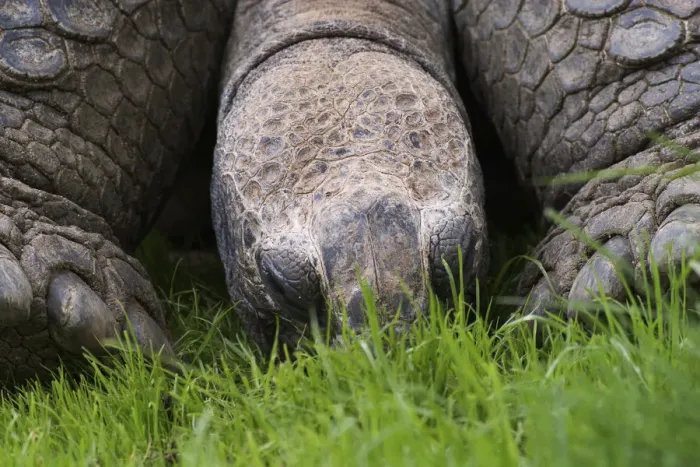 Framed Print : Aldabra Tortoise, Geochelone gigantea, native to Aldabra Island near the Seychelles