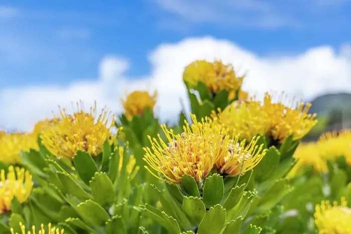 Framed Print : Aldeia da Cuada, Azores, Portugal. Yellow wildflowers on Flores Island Framed Print : Aldeia da Cuada, Azores, Portugal. Yellow wildflowers on Flores Island