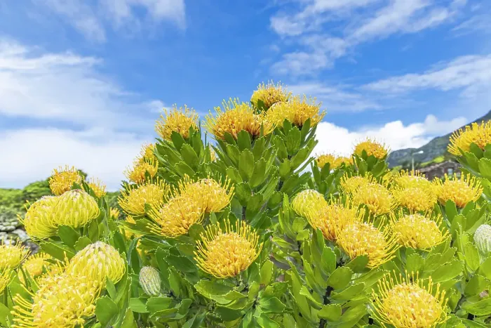 Framed Print : Aldeia da Cuada, Flores, Azores, Portugal. Yellow wildflowers on Flores Island