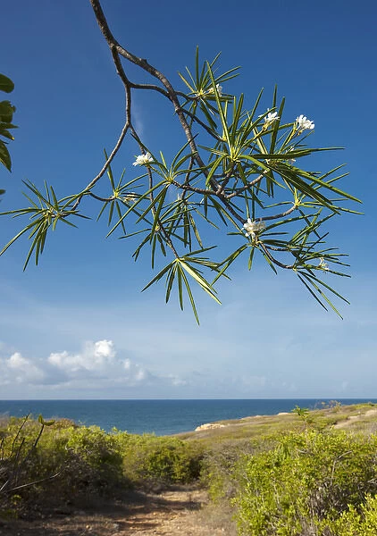 Aleli, Plumeria alba in flower, Guanica dry forest, Puerto Rico