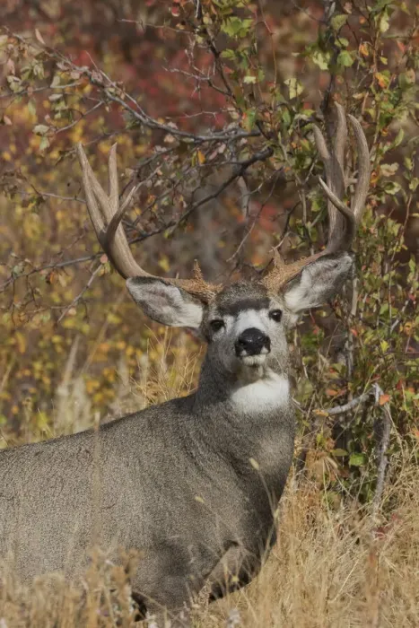 Framed Print : Alert Mule Deer Buck