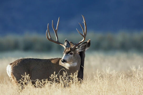 Alert mule deer buck and doe, Montana, USA