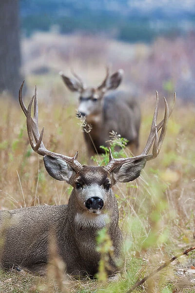 Alert mule deer buck resting. Montana, USA
