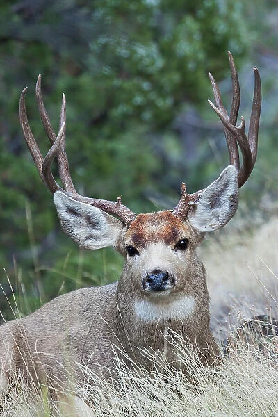 Alert mule deer buck resting, Montana, USA