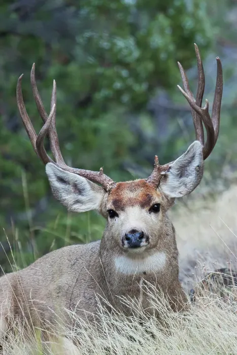 Framed Print : Alert mule deer buck resting, Montana, USA
