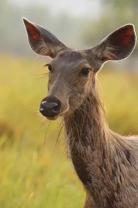 Framed Print : Alert Sambar Deer, Corbett National Park, India Framed Print : Alert Sambar Deer, Corbett National Park, India