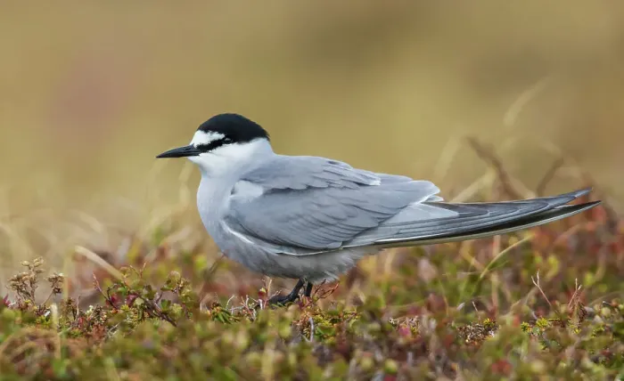 Framed Print : Aleutian tern