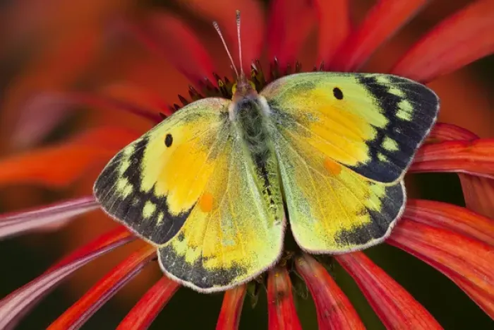 Framed Print : Alfalfa Butterfly on cone flower Framed Print : Alfalfa Butterfly on cone flower