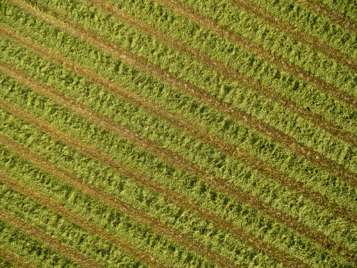 Framed Print : Alfalfa field after its been cut and before it is baled, Marion County, Illinois
