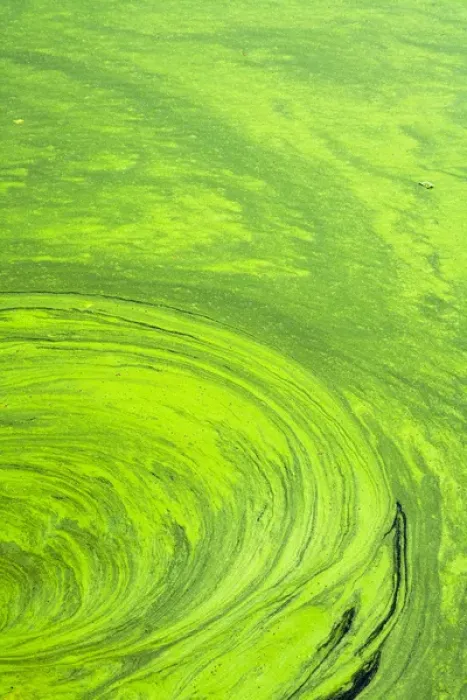 Framed Print : Algae on the water, Indhar Lake, Udaipur, Rajasthan, India