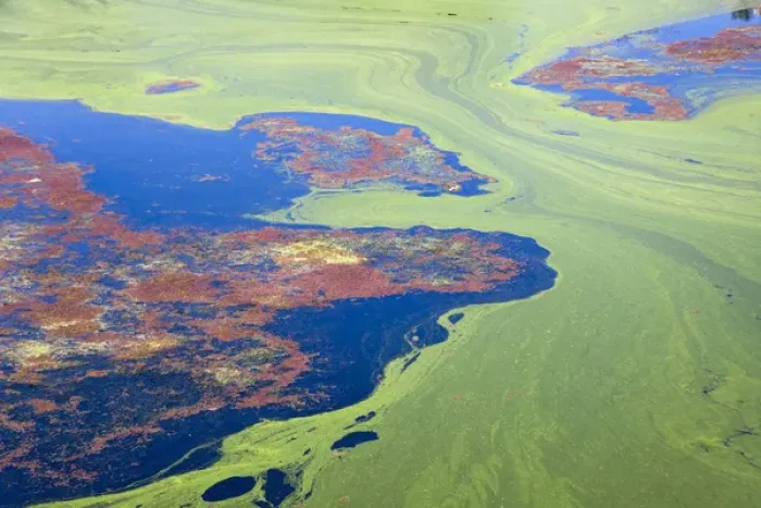 Framed Print : Algae on the water, Indhar Lake, Udaipur, Rajasthan, India