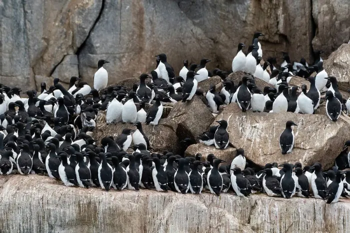 Framed Print : Alkefjellet cliffs full of breeding Brunnich's guillemots, Uria lomvia. Nordaustlandet, Svalbard, Norway Framed Print : Alkefjellet cliffs full of breeding Brunnich's guillemots, Uria lomvia. Nordaustlandet, Svalbard, Norway