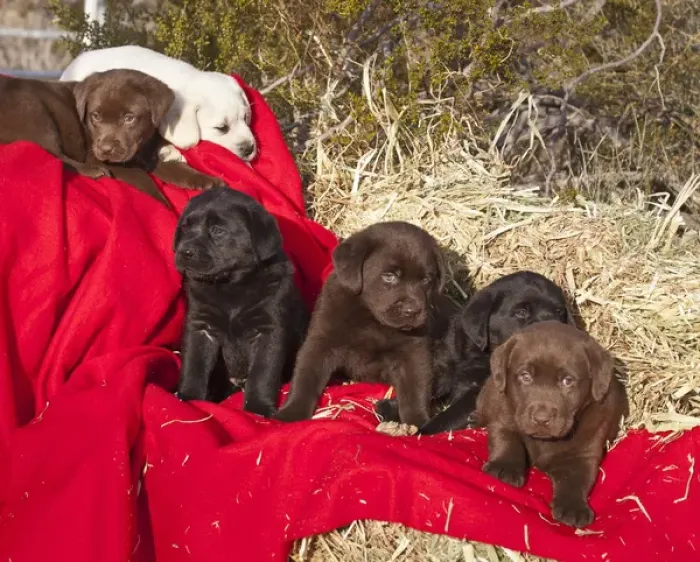 Framed Print : All three colors of Labrador Retriever puppies sitting and lying on red fabric drapped Framed Print : All three colors of Labrador Retriever puppies sitting and lying on red fabric drapped