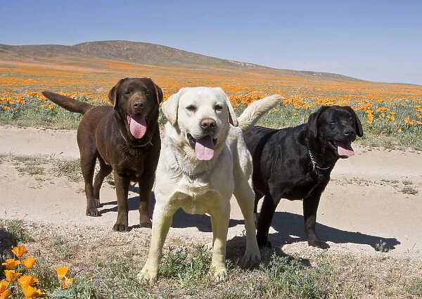 All three colors of Labrador Retrievers standing on a dirt road in Antelope Valley