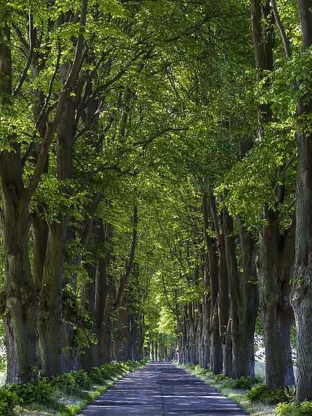 Alley on the island of Usedom. Europe, Germany, Mecklenburg-Western Pomerania, Usedom