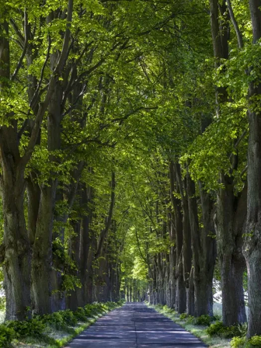 Framed Print : Alley on the island of Usedom. Europe, Germany, Mecklenburg-Western Pomerania, Usedom Framed Print : Alley on the island of Usedom. Europe, Germany, Mecklenburg-Western Pomerania, Usedom