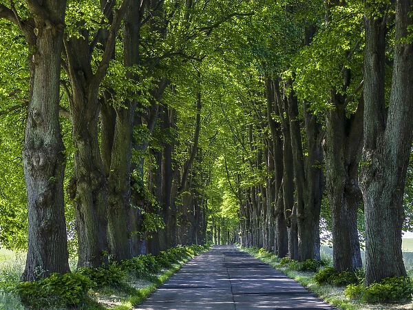 Alley on the island of Usedom. Europe, Germany, Mecklenburg-Western Pomerania, Usedom
