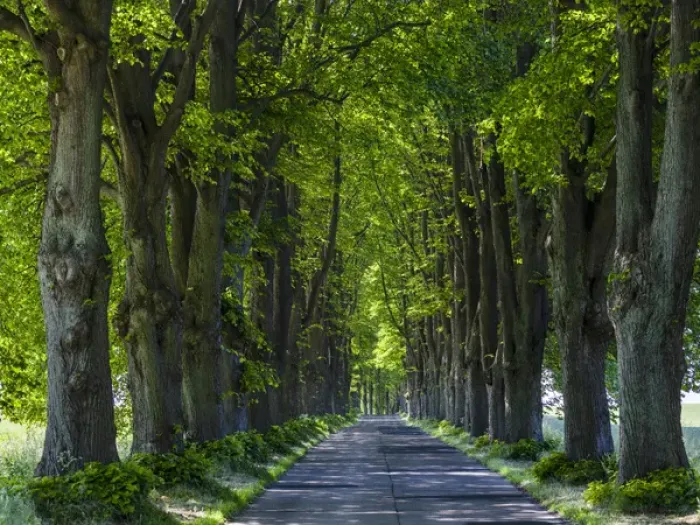 Framed Print : Alley on the island of Usedom. Europe, Germany, Mecklenburg-Western Pomerania, Usedom Framed Print : Alley on the island of Usedom. Europe, Germany, Mecklenburg-Western Pomerania, Usedom