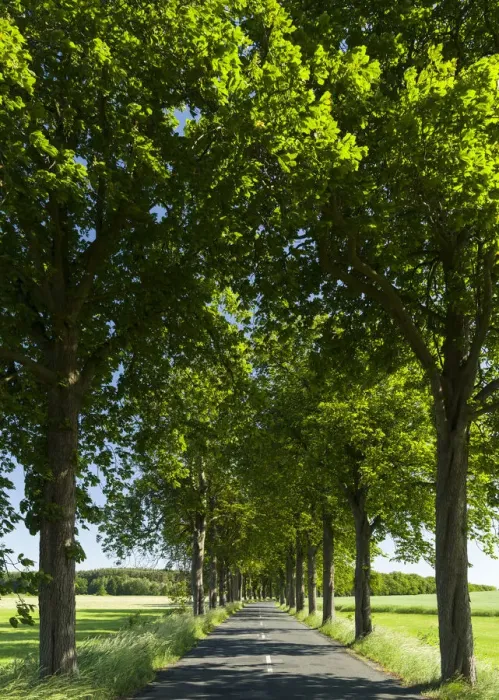 Framed Print : Alley on the island of Usedom. Europe, Germany, Mecklenburg-Western Pomerania, Usedom