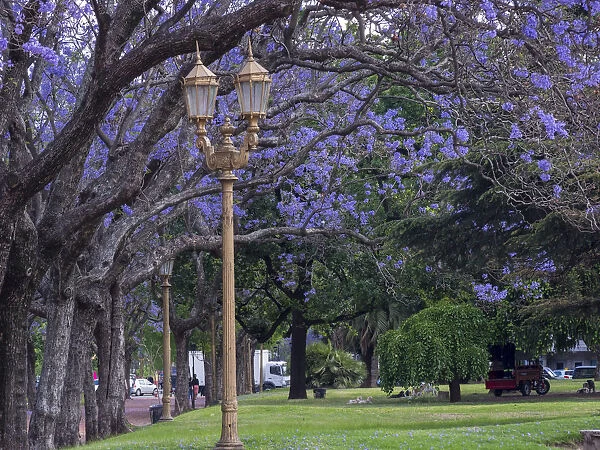 Alley with jacaranda trees in park Plaza Intendente Seeber. Buenos Aires, capital of Argentina