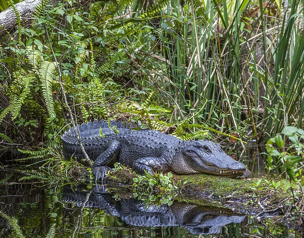 An alligator rests on a floating log in a swamp