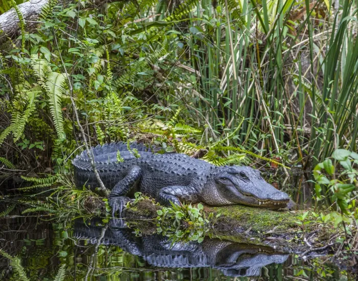 Framed Print : An alligator rests on a floating log in a swamp