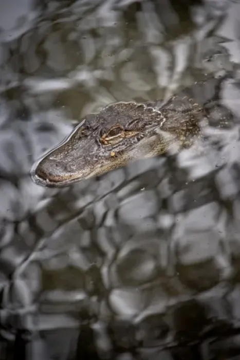 Framed Print : Alligator, St. Augustine Alligator Farm, St. Augustine, FL