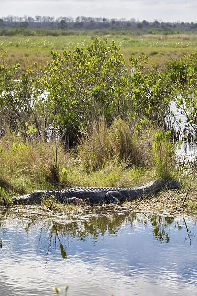 Alligator sunning himself, Merritt Island nature preserve, Florida, USA