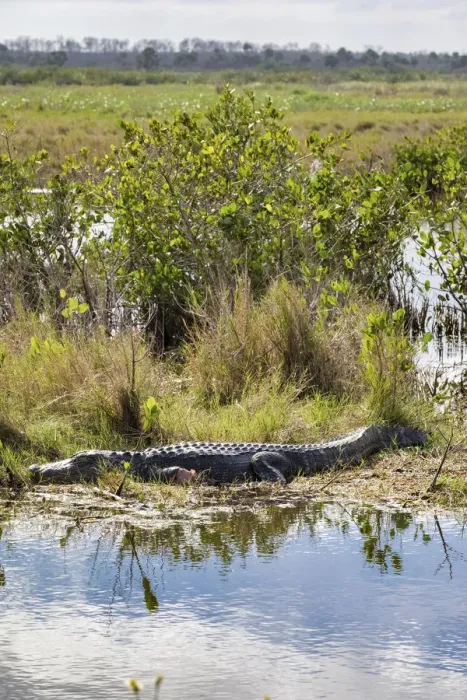 Framed Print : Alligator sunning himself, Merritt Island nature preserve, Florida, USA Framed Print : Alligator sunning himself, Merritt Island nature preserve, Florida, USA